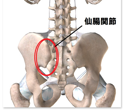 骨盤と仙腸関節。腰痛の原因はここ。